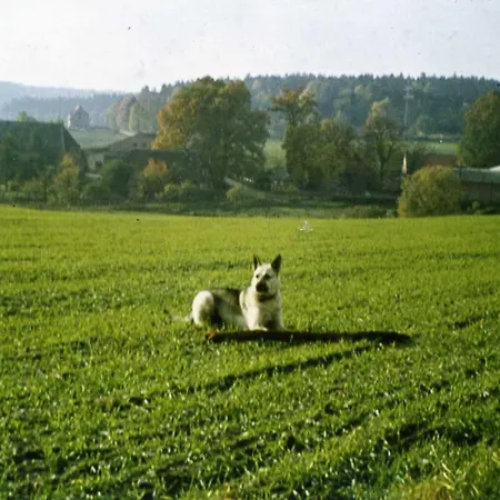 Meyer Nahrendorf