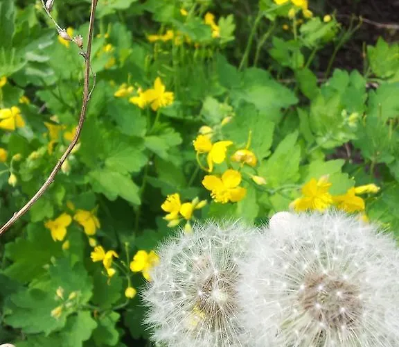 Lägenhet Meyer Nahrendorf